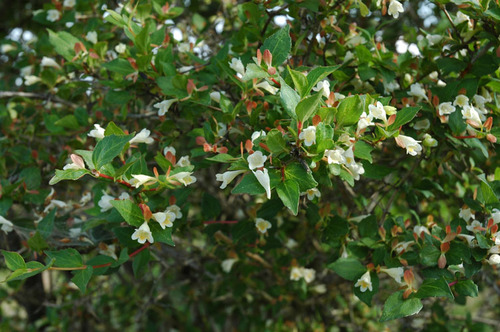 コツクバネウツギ