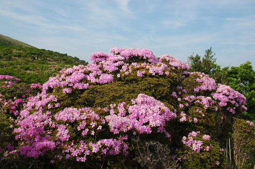 ミヤマキリシマ