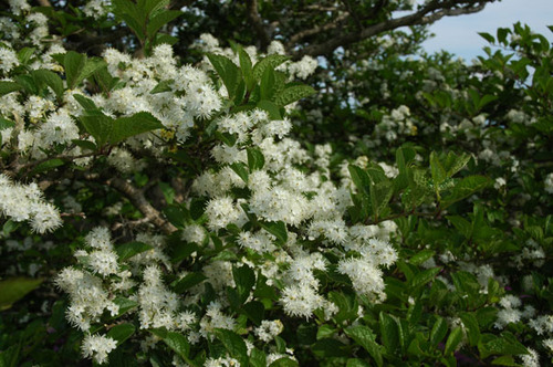 タンナサワフタギ